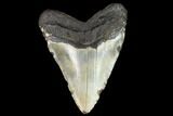 Giant, Fossil Megalodon Tooth - North Carolina #124556-2